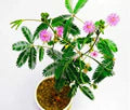 Mimosa Pudica Flower Seeds – Heirloom, Non-GMO, Wildflower Mix