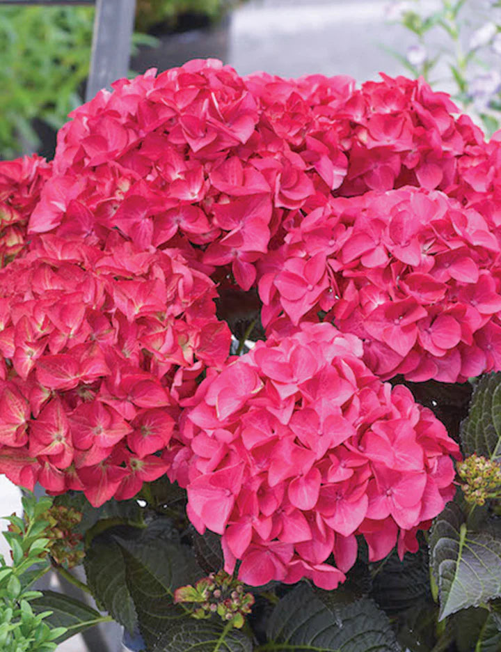 Pink Hydrangea Flower Seeds for Planting – Heirloom, Non-GMO, High Germination Organic Garden Seeds