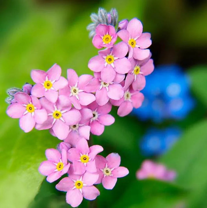 Flower Seeds, Seeds,Seeds For Planting,Plant Seeds