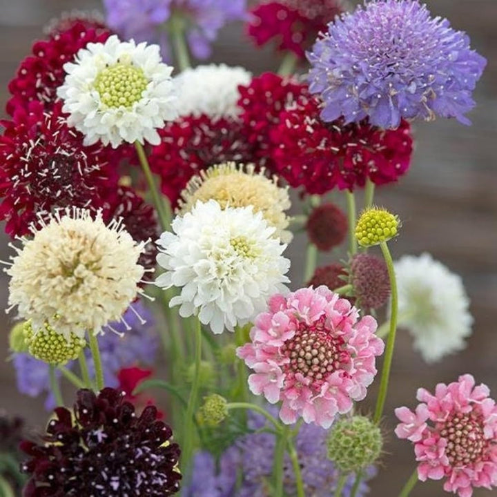 Flower Seeds, Seeds,Seeds For Planting,Plant Seeds