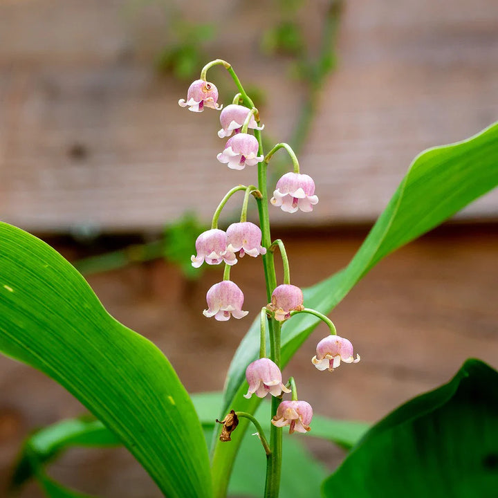 Flower Seeds, Seeds,Seeds For Planting,Plant Seeds