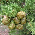 Italian Cypress Tree Seeds (Cupressus sempervirens) for Planting – Heirloom, Non-GMO, High Germination