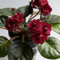 Red Saintpaulia Seeds – Heirloom, Non-GMO, Shade Tolerant