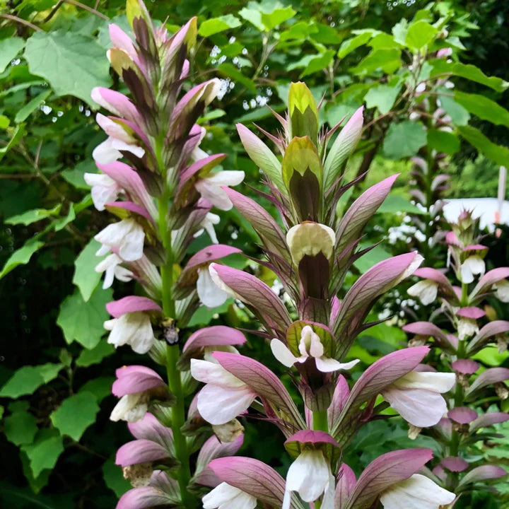 Purple White Acanthus Flower Seeds for Planting – Heirloom, Non-GMO, Perfect for Borders, High Germination
