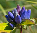 Blue Gentiana Triflora Seeds – Heirloom, Non-GMO, Garden Favorite