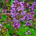 Purple Creeping Thyme Flower Seeds for Planting – Heirloom, Non-GMO, Seasonal Bloomer Garden Seeds