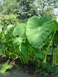 Green Giant Elephant Ear Flower Seeds for Planting – Heirloom, Non-GMO, High Germination Garden Seeds