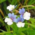 Blue White Nemesia Flower Seeds for Planting – Heirloom, Non-GMO, High Germination Garden Seeds