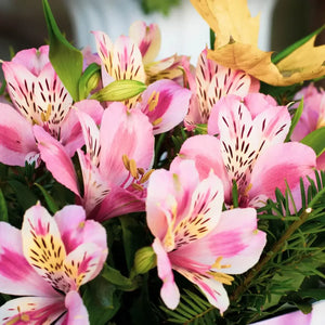Flower Seeds, Seeds,Seeds For Planting,Plant Seeds