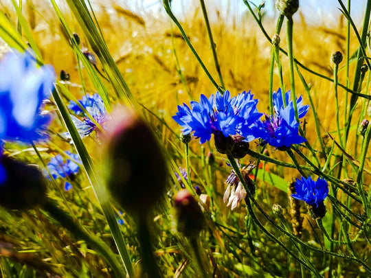 Deep Blue Carnation Flower Seeds for Planting – Heirloom, Non-GMO, High Germination Garden Seeds