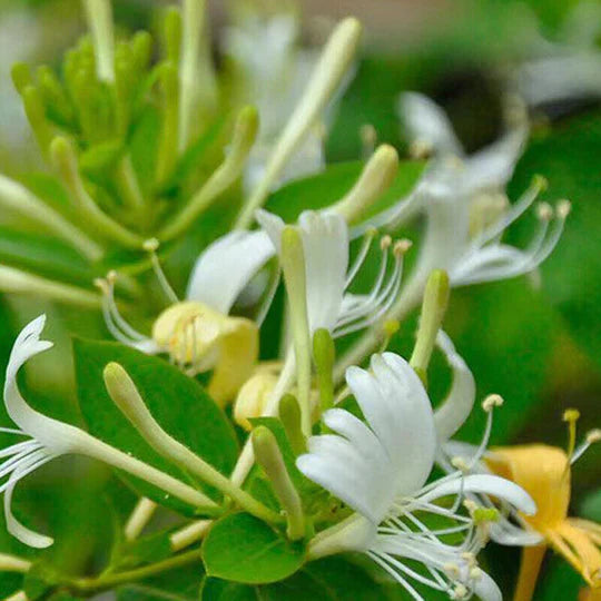 White Cape Honeysuckle Flower Seeds for Planting – Heirloom, Non-GMO, High Germination Organic Garden Seeds