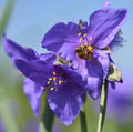 Purple Spiderwort Flower Seeds for Planting – Heirloom, Non-GMO Fragrant Organic Garden Seeds