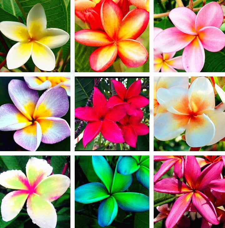 Flower Seeds, Seeds,Seeds For Planting,Plant Seeds