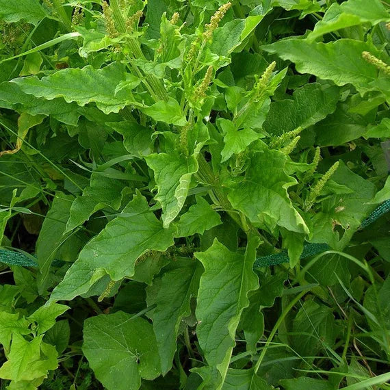 Flower Seeds, Seeds,Seeds For Planting,Plant Seeds