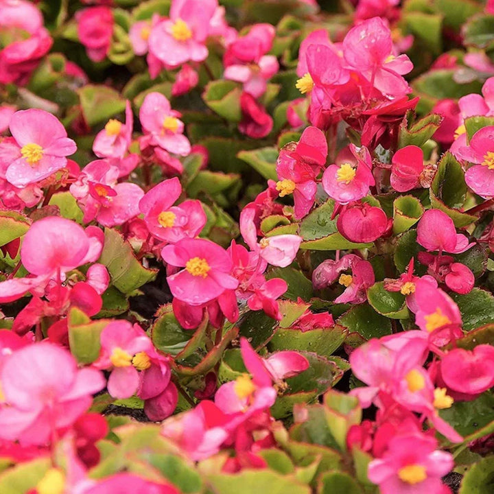 Flower Seeds, Seeds,Seeds For Planting,Plant Seeds