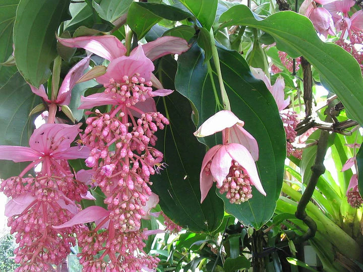 Pink Medinilla Flower Seeds for Planting – Heirloom, Non-GMO, High Germination Organic Garden Seeds