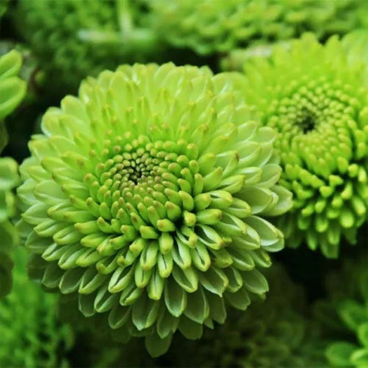 Flower Seeds, Seeds,Seeds For Planting,Plant Seeds