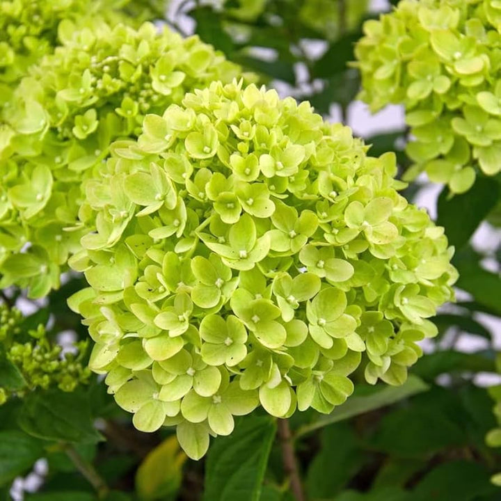 Flower Seeds, Seeds,Seeds For Planting,Plant Seeds