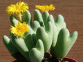 Yellow Conophytum Flower Seeds for Planting – Heirloom, Non-GMO, Organic Garden Seeds