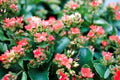Mixed Kalanchoe Flower Seeds for Planting – Heirloom, Non-GMO, High Germination Organic Garden Seeds