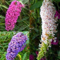 Mixed Buddleia Flower Seeds for Planting – Heirloom, Non-GMO, High Germination Organic Garden Seeds