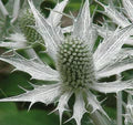 Silver Holly Flower Seeds for Planting – Heirloom, Non-GMO, Organic Garden Seeds