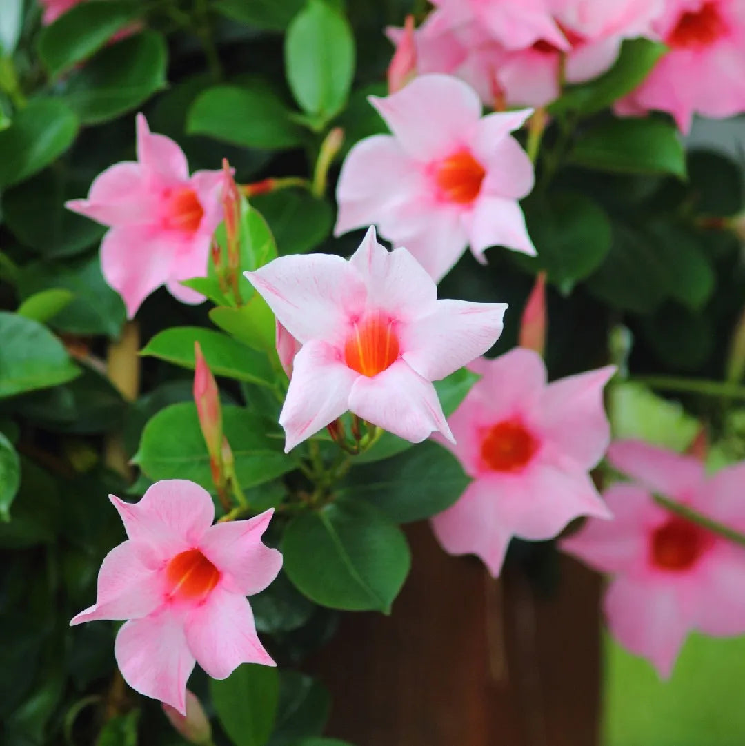 Flower Seeds, Seeds,Seeds For Planting,Plant Seeds