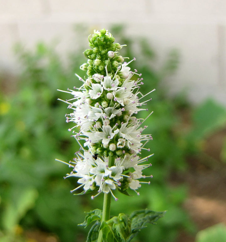 Flower Seeds, Seeds,Seeds For Planting,Plant Seeds
