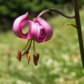Lilium Martagon Flower Seeds for Planting – Heirloom, Non-GMO, Long Bloom Season Garden Seeds