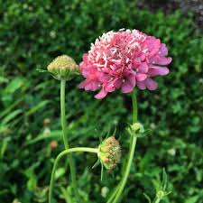 Pink Scabiosa Salmon Flower Seeds for Planting – Heirloom, Non-GMO, High Germination Organic Garden Seeds