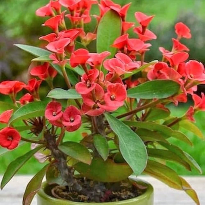 Flower Seeds, Seeds,Seeds For Planting,Plant Seeds