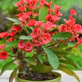 Euphorbia Milii Flower Seeds for Planting – Heirloom, Non-GMO, High Germination Organic Garden Seeds