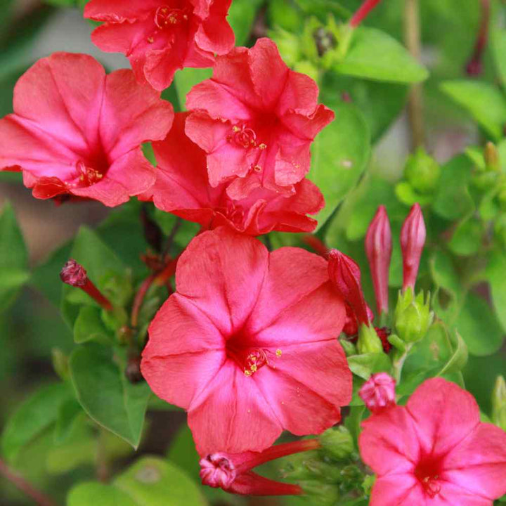 Flower Seeds, Seeds,Seeds For Planting,Plant Seeds