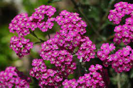 Pink Yarrow Flower Seeds for Planting – Heirloom, Non-GMO, Pollinator-Friendly Garden Seeds