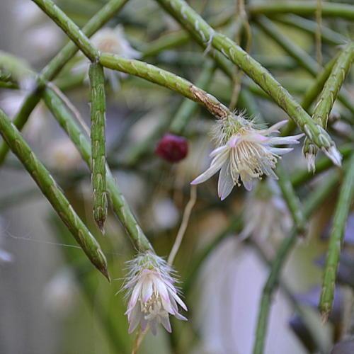 Flower Seeds, Seeds,Seeds For Planting,Plant Seeds