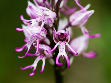 Purple Naked Men Orchid Flower Seeds for Planting – Heirloom, Non-GMO Low-Maintenance Organic Garden Seeds