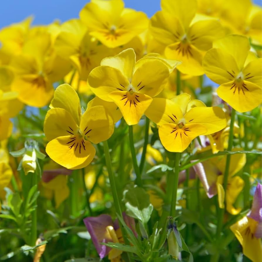 Flower Seeds, Seeds,Seeds For Planting,Plant Seeds