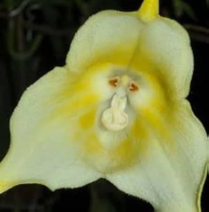 Light Green Monkey Face Orchid Seeds for Planting – Heirloom, Non-GMO, Hardy Variety, High Germination