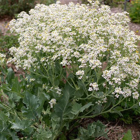 Flower Seeds, Seeds,Seeds For Planting,Plant Seeds