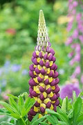 Violet Yellow Lupine Seeds – Heirloom, Non-GMO, Pollinator Friendly