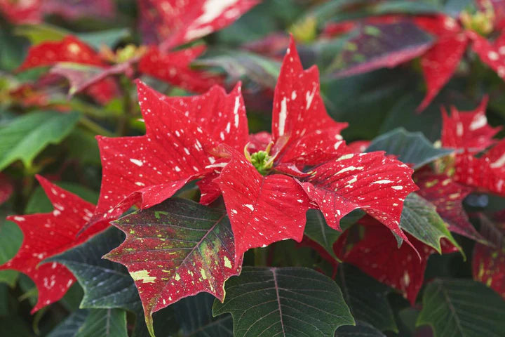 Red White Poinsettia Flower Seeds for Planting – Low Maintenance, Heirloom, GMO Free Garden Seeds