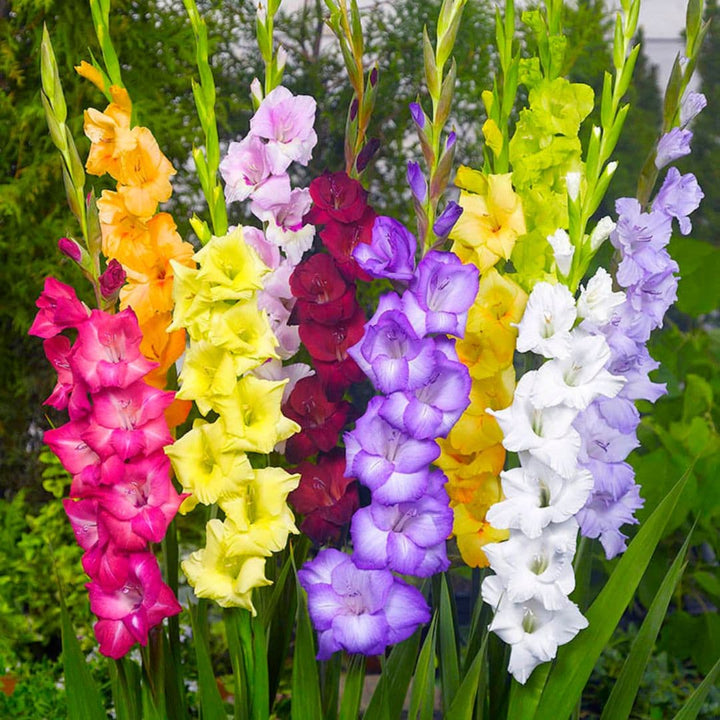 Flower Seeds, Seeds,Seeds For Planting,Plant Seeds