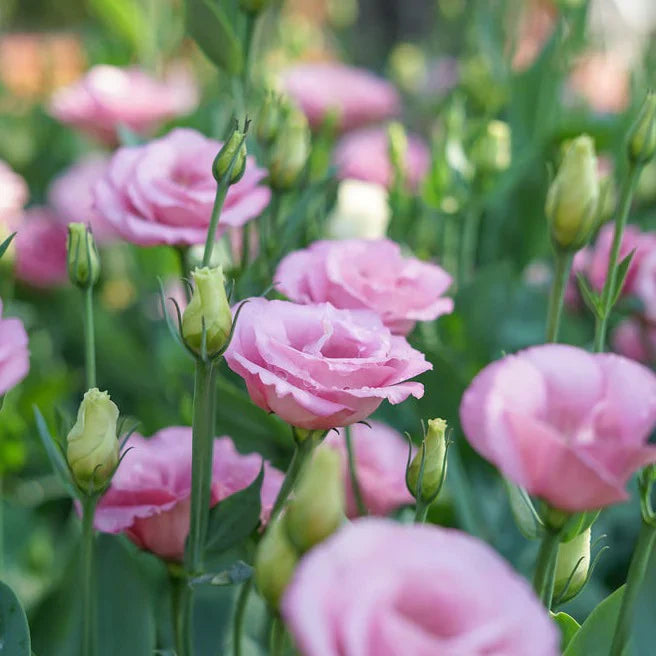 Flower Seeds, Seeds,Seeds For Planting,Plant Seeds