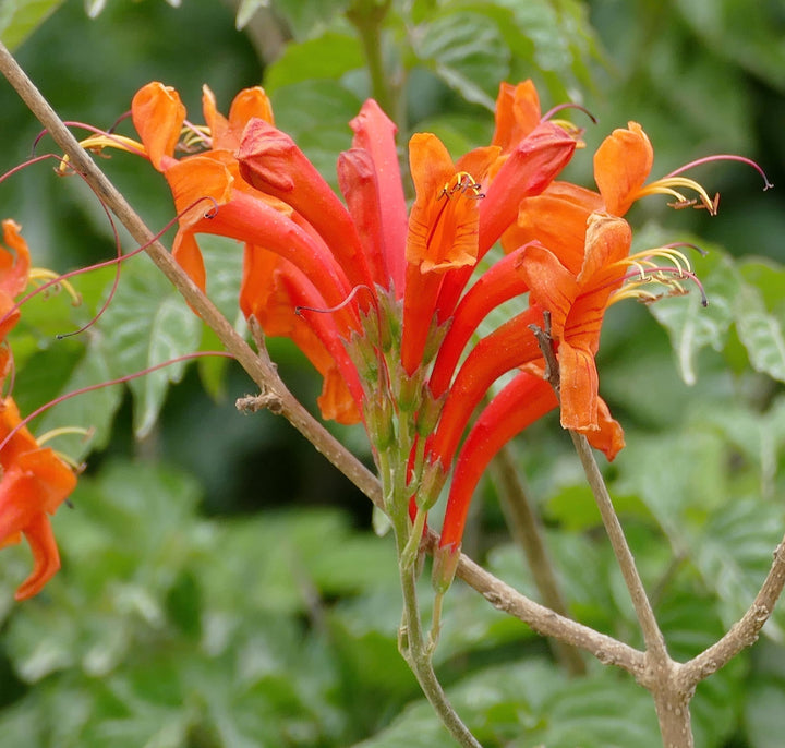 Flower Seeds, Seeds,Seeds For Planting,Plant Seeds