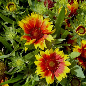Flower Seeds, Seeds,Seeds For Planting,Plant Seeds