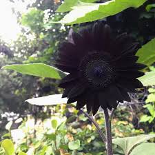 Flower Seeds, Seeds,Seeds For Planting,Plant Seeds