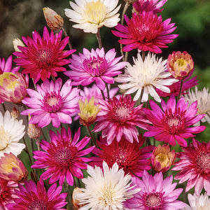 Flower Seeds, Seeds,Seeds For Planting,Plant Seeds
