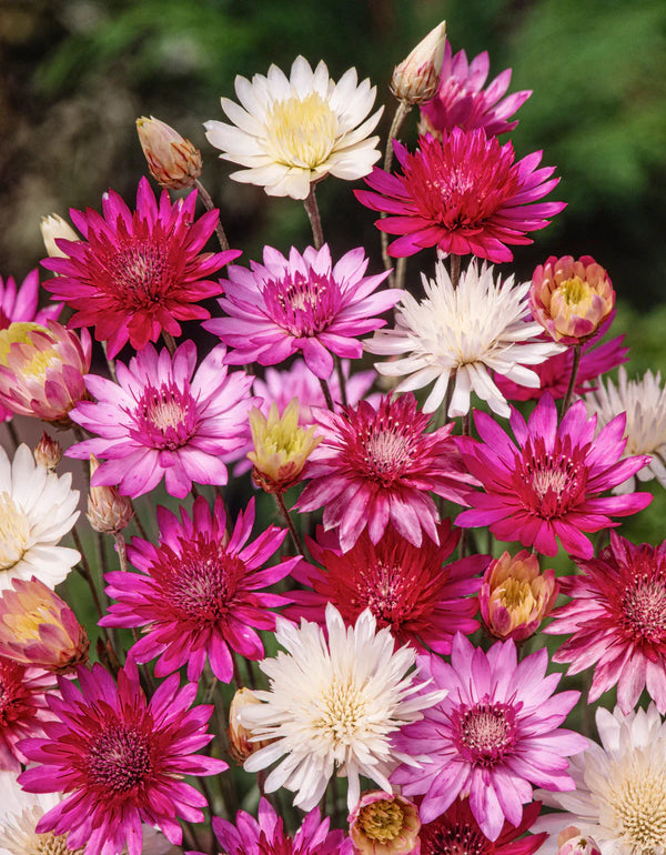 Flower Seeds, Seeds,Seeds For Planting,Plant Seeds
