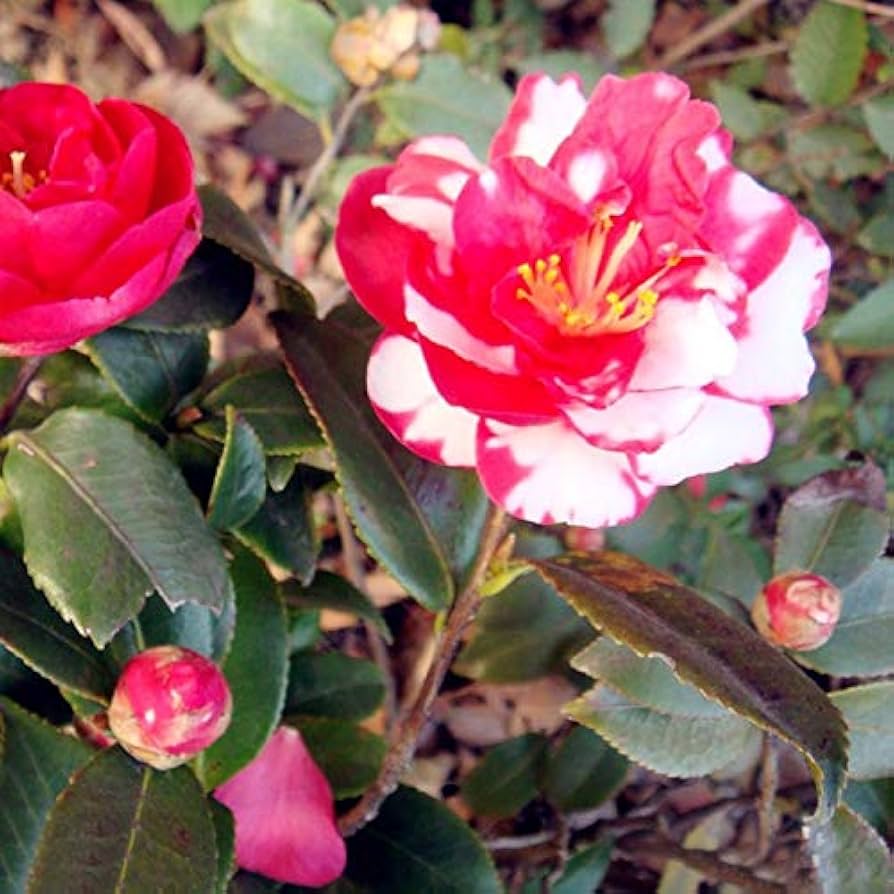 Flower Seeds, Seeds,Seeds For Planting,Plant Seeds