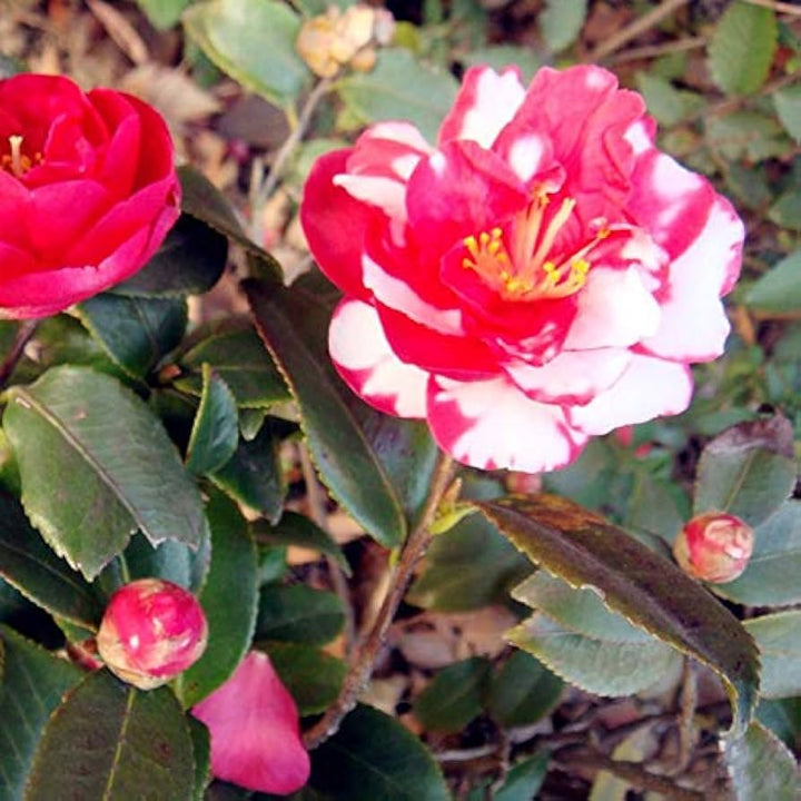 Flower Seeds, Seeds,Seeds For Planting,Plant Seeds